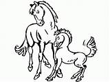 Caballo Caballos Cavalos Potro Yegua Paarden Colorat Cavalo Paard Veulen Yeguas Pferd Planse Pintar Ponei Fohlen Kleurplaten Pferde Potrillo Cal sketch template