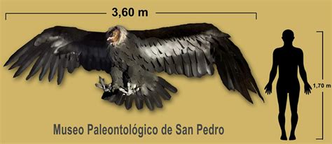 descubren los restos de  condor gigante de hace  anos en argentina