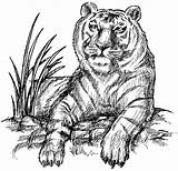 Tiger Coloring Pages Adults Color Animals Siberian Siberean Book Animal Sheet Only India Printable Sheets Print Popular Wild Coloringhome sketch template