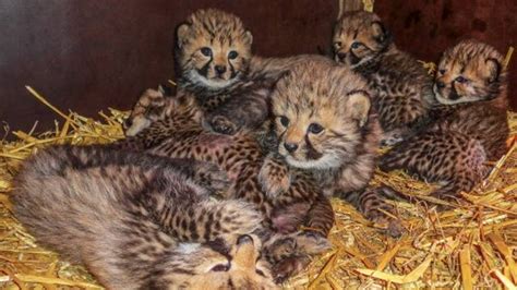 pas bevallen cheeta adopteert drie andere welpjes  beekse bergen omroep brabant