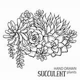 Succulent Plants Vector Coloring Drawn Hand Succulents Drawing Outline Tattoo Book Print Background Illustration Graphic Premium Set Cactus 123rf Sold sketch template