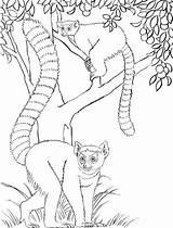 Lemures Niñas Motivo Compartan Disfrute Pretende sketch template