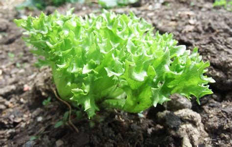 worth planting  lettuce root   grocery store