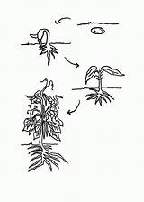 Plant Coloring Growing Plants Bean Lifecycle Cycle Life Clipart Grow Library Sketch Popular sketch template