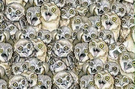 Twitter Photo Of Optical Illusion Goes Viral – Can You Spot The Cat In