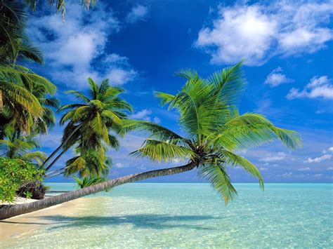 coconut trees beach  wallpaperscom