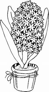 Hyacinth Colorat Zambila Fise Blumen Desene sketch template