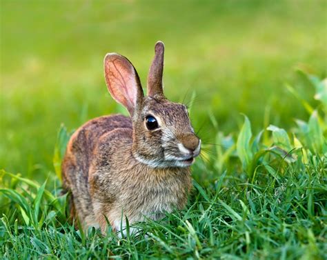 wild rabbit   information thriftyfun