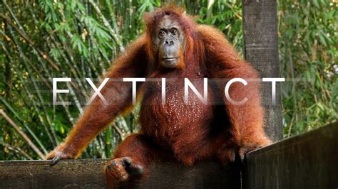 orangutans  extinct borneo travel documentary youtube