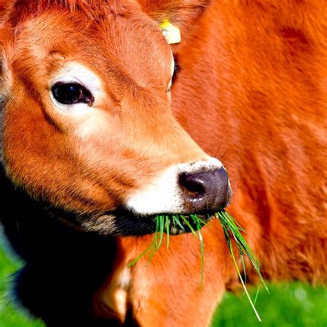 Cows Experience Mood Swings During Puberty Research Says