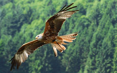philippine eagle wallpapers wallpaper cave