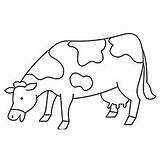 Cow Coloring Pages Eating Calf Baby Little Printable Ones sketch template