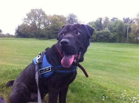 zorro  year  male shar pei cross labrador   adoption