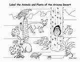 Desert Coloring Animals Habitat Pages Habitats Animal Printables Printable Worksheets Kids Sheets Clipart Humanity Plants Colour Printablee Print Pdf Ocean sketch template