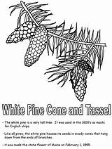 Pine Cone sketch template