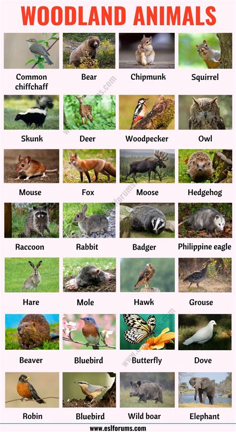 woodland animals list   woodland animals   sentences