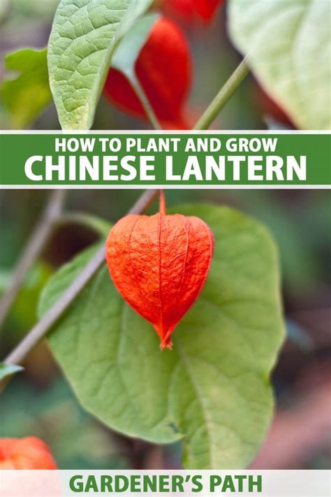 grow  care  chinese lantern gardeners path