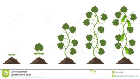 fasen van de groei van een komkommer fasen van vegetatie van een komkommer stock illustratie