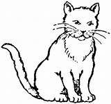 Cat Coloring Drawing Pages Realistic Printable Kitty Baby Kids Clipart Scary Cats Kitten Color Cute Real Colouring Fat Animals Clip sketch template