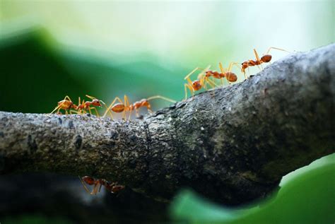 ampuh menghilangkan semut rangrang indofulin