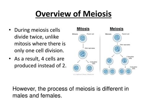 Ppt Meiosis Powerpoint Presentation Free Download Id 2796688