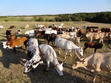 ranch ranch animals bovine