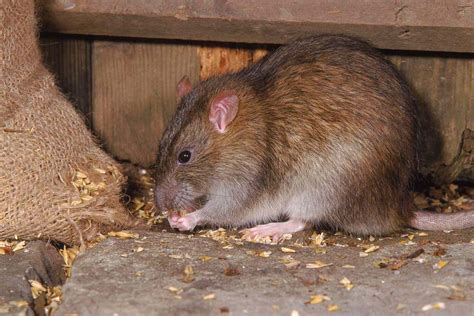 human eats rat poison