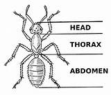 Insect Parts Insects Drawing Body Line Thorax Abdomen Head Diagram Three Ant Kids Drawings Bug Bugs Ants Arthropods Anatomy Preschool sketch template