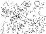Macaw Coloring Pages Coloringpages4u Bird sketch template