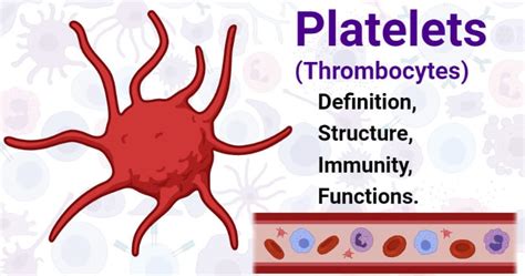 platelets thrombocytes definition structure immunity functions