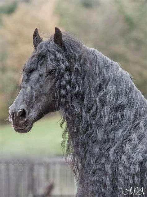 terrifying long haired horses   theyre hiding curly horse