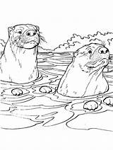 Otter Coloring Pages Printable Color Kids Print sketch template