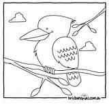 Kookaburra Aboriginal Brisbane Outback Brisbanekids Designlooter Tiere Schnabeltier Popular sketch template