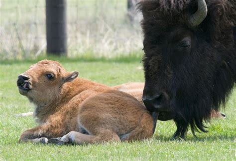 American Buffalo Traffic Jams Bison Of Yellowstone