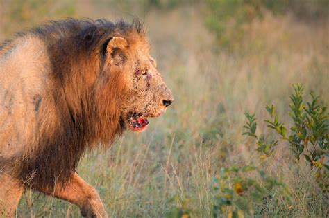 Birmingham Males Brawl Over Lioness Londolozi Blog