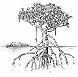 Mangrove Mangroves Mangle Hamsa Sketching Root Clipground sketch template