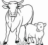 Cow Coloring Pages Printable Kids Cows Drawing Highland Longhorn Animals Adults Cartoon Book Breed Animal Color Cute Calf Sketch Sheets sketch template