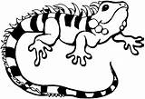 Lizard Iguana Eidechse Reptile Anfibi Iguanas Colorir Leguan Repteis Tiere Dibujar Malvorlage Imprimir Ausmalbilder Pintarcolorir Schlangen Gestreift 1477 2148 Skink sketch template