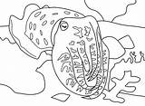 Cuttlefish Coloring Pages Kea Book Categories Template Choose Board sketch template
