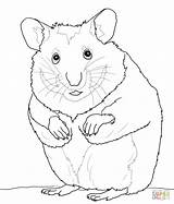 Hamster Coloring Pages Hamsters Cute Print Color Printable Kids Drawing Supercoloring Getdrawings Comments sketch template