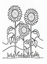 Sonnenblumen Ausmalbilder Ausmalbild Sonnenblume Blume sketch template