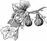 Gourd Clipart Gourds Drawing Cliparts Bottle Clipground Etc Medium Library sketch template