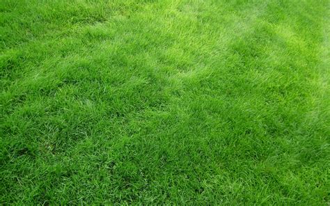 bright green grass wallpapers bright green grass stock