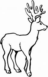 Deer Coloring Pages Printable Kids Whitetailed Cartoon Clipartbest Super Animal Clipart Animalplace sketch template