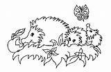 Igel Ausmalbilder Ausmalbild Malvorlagen Egel Herbst Hedgehogs Kleurplaten Colorat Dibujo Arici Dieren Herissons Coloriage Papillon Pomme Kleurplaat Erizo Animales Igelfamilie sketch template