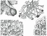 Lichen Fungi Structural Gis sketch template