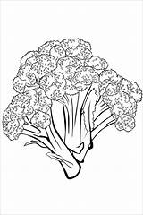 Broccoli Stalks Coloringbay Bestcoloringpagesforkids sketch template