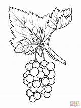 Grapes Ribes Uva Frutas Gooseberry Rojas Vine Supercoloring Crispa Grosellas sketch template