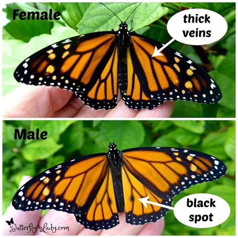 62 Best Monarchs Images On Pinterest Monarch Butterfly