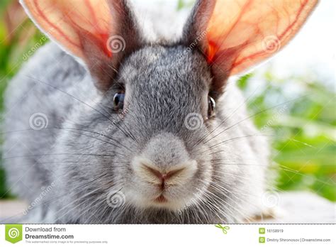 de snuit van het konijn stock afbeelding image  naughty